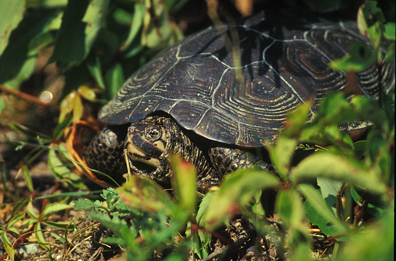 DIAMONDBACK TERRAPIN